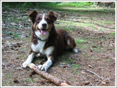 Einfach ein schöner Hund. Einfach ein schöner Hund.
