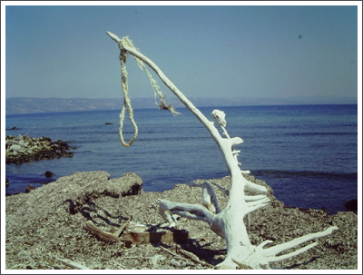 Strandgut auf einem Spaziergang entdeckt Strandgut auf einem Spaziergang entdeckt